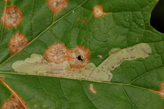 Cameraria saccharella