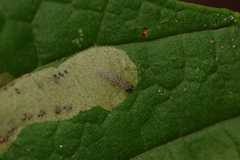 Cameraria saccharella