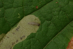 Cameraria saccharella