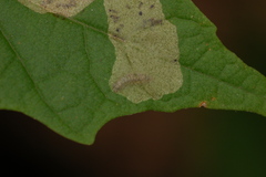 Cameraria saccharella