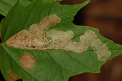 Cameraria saccharella