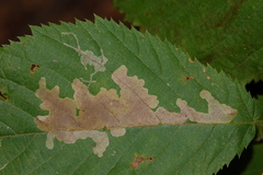 Caloptilia ostryaeella