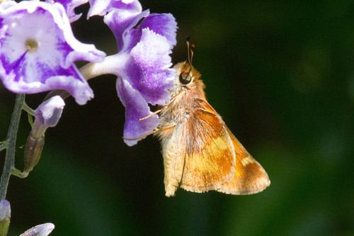 Umber Skipper