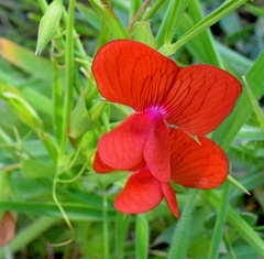Lathyrus cicera