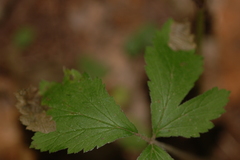 Metallus lanceolatus