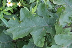 Solanum lanceolatum