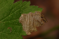 Metallus lanceolatus