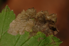 Metallus lanceolatus