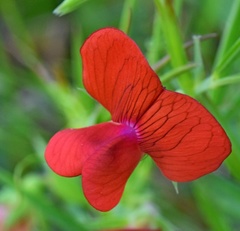 Lathyrus cicera