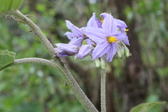Solanum lanceolatum