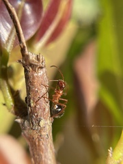 Hyalymenus longispinus