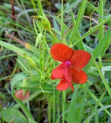 Lathyrus cicera