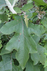 Solanum lanceolatum
