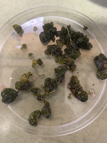 iNaturalist observation photo of star jellies
