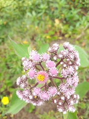Urolepis hecatantha