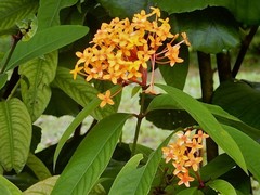 Ixora congesta