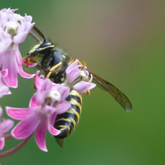 Dolichovespula arenaria