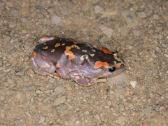 Phrynomantis annectens