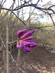 Fridericia schumanniana