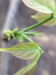 Fridericia schumanniana
