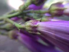 Fridericia schumanniana