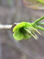 Fridericia schumanniana
