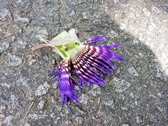Passiflora laurifolia