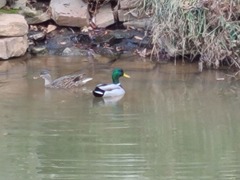Anas platyrhynchos