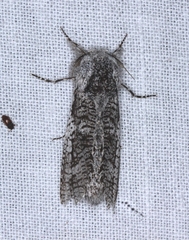 Endoxyla secta