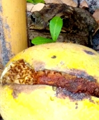 Acalyptratae