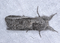 Endoxyla secta