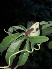 Anisoscelis marginellus