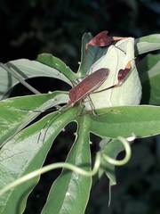 Anisoscelis marginellus