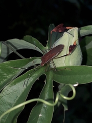 Anisoscelis marginellus