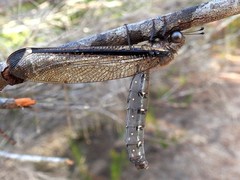Stilbopteryx costalis