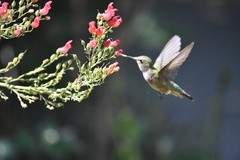 Selasphorus platycercus