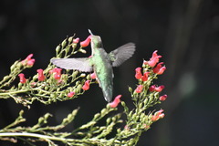 Selasphorus platycercus