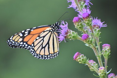 Danaus plexippus