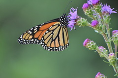 Danaus plexippus
