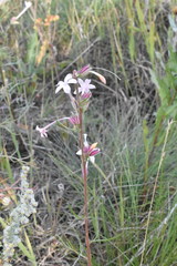 Ipomopsis aggregata candida