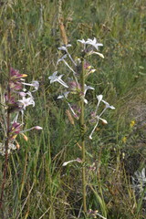Ipomopsis aggregata candida