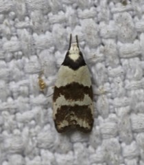 Eulechria triferella