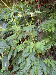 Nasa triphylla rudis