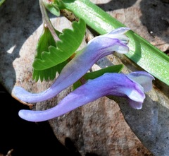 Corydalis pumila