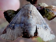 Targalla subocellata