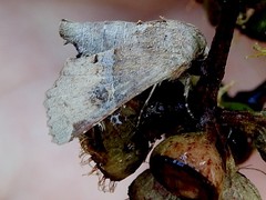 Targalla subocellata