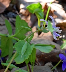 Corydalis pumila
