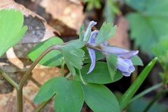 Corydalis pumila