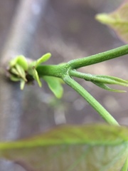Fridericia schumanniana