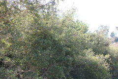 Quercus × acutidens